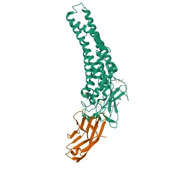 Anti-CD66d/CEACAM3 Polyclonal Antibody for WB, ELISA - P40198