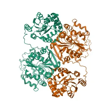 Anti-EPHX2 Rabbit Monoclonal Antibody for WB and ELISA - P34913