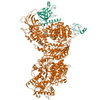 Anti-ASCC3 Rabbit Polyclonal Antibody for WB, IF/ICC, ELISA - Q8N3C0