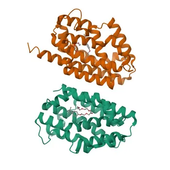 Anti-HMOX2 Rabbit Polyclonal Antibody for WB, ELISA - P30519