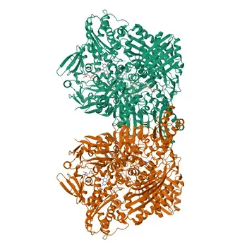 Anticorpo policlonale coniglio Anti-AOX1 per WB, IF/ICC, ELISA - Q06278