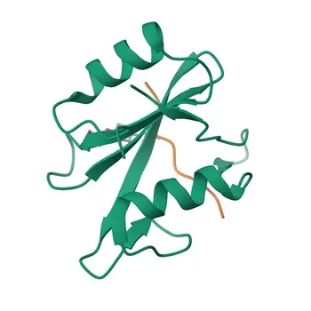 Anti-IRS1 Rabbit Polyclonal Antibody for WB and ELISA - P35569
