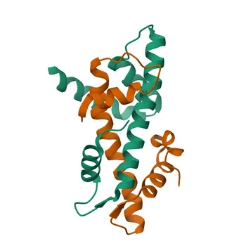 Anti-NFYB Rabbit Polyclonal Antibody for WB, ELISA - P25208