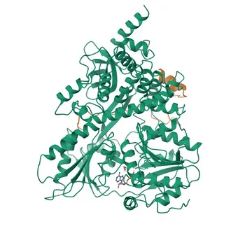Anti-NKRF Polyclonal Antibody for WB, ELISA - O15226