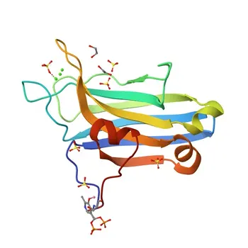 Anti-PKC gamma Rabbit Polyclonal Antibody for WB, IF/ICC, ELISA - P05129