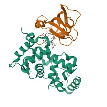 Anti-PPP3CC Polyclonal Antibody for WB, ELISA - P48454