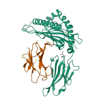 Anticorpo policlonale di coniglio anti-PHOX2B per WB e ELISA - Q99453