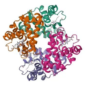 Anticorps monoclonal de lapin anti-HBG1/2 humain pour WB, IF-P et ELISA - P69891 / P69892