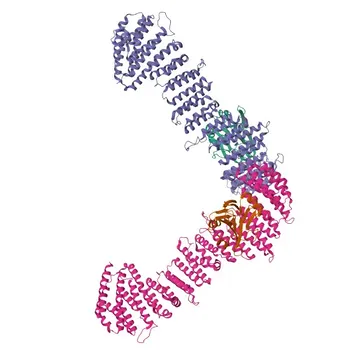 مضاد VPS35 متعدد النسيلة من الأرنب لـ WB و ELISA - Q96QK1