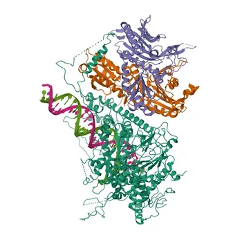 Anti-POLG2 Rabbit Polyclonal Antibody - Q9UHN1