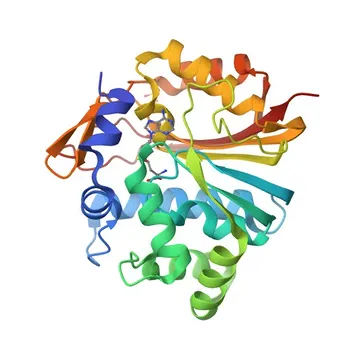 Anticorpo Monoclonal de Coelho Anti-Indolethylamine N-methyltransferase (TEMT) para WB, ELISA - O95050
