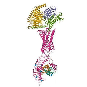 Anti-TSHR Rabbit Polyclonal Antibody for WB, IHC-P, ELISA - P16473
