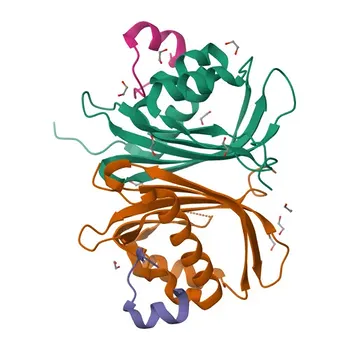 USP10 Rabbit Polyclonal Antibody for WB, IF/ICC, ELISA - Q14694