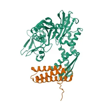 Anticorpo Policlonale Anti-BAG5 per WB, IHC-P, ELISA - Q9UL15