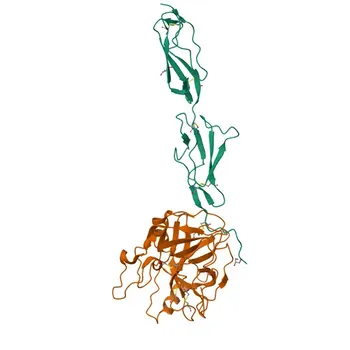 Anti-MASP1 Rabbit Polyclonal Antibody for WB, ELISA - P48740