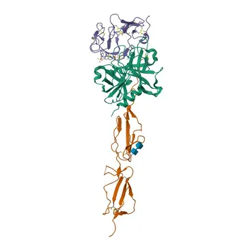 Anti-C1S Polyclonal Antibody for WB, ELISA - P09871