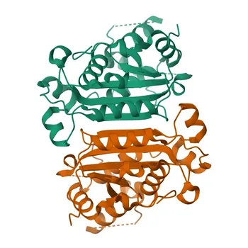 Anti-TREX1 Rabbit Polyclonal Antibody for WB, IF/ICC, ELISA - Q9NSU2