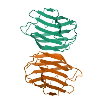 Anticorpo policlonale coniglio LGALS2 per WB, IF-P, ELISA - P05162
