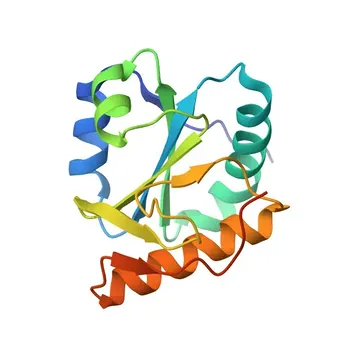 Anticorps polyclonal anti-TXNL4B pour WB, IF/ICC, ELISA - Q9NX01