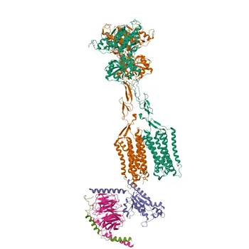 Anti-GRM8 Polyclonal Antibody for WB and ELISA - O00222