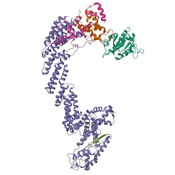 Anti-FBXO4 Rabbit Polyclonal Antibody for WB, ELISA - Q9UKT5