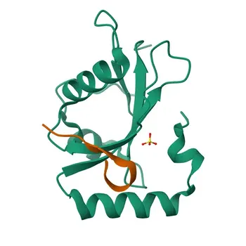 Anti-GABARAPL1 Rabbit Polyclonal Antibody for WB, ELISA - Q9H0R8