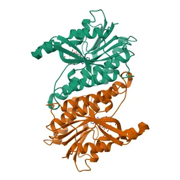 Anticorpo Policlonale Anti-QDPR per WB e ELISA - P09417