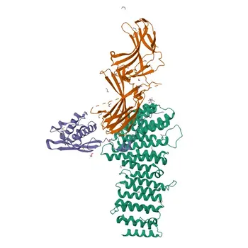 Anticorpo policlonale coniglio anti-SNX3 per WB e ELISA - O60493