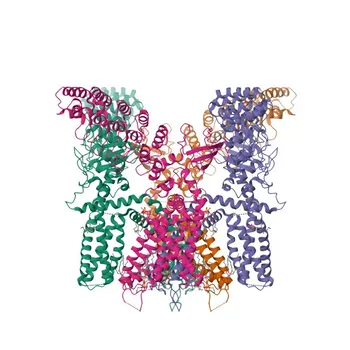 Anti-TRPV3 Polyclonal Antibody for WB, ELISA - Q8NET8