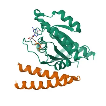 Anticorpo policlonale coniglio anti-RALB per WB, IHC-P, ELISA - P11234