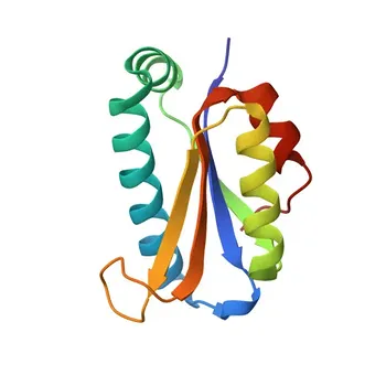 Anticorpo policlonale anti-PTRH2 per WB, IHC-P, IF/ICC, ELISA - Q9Y3E5