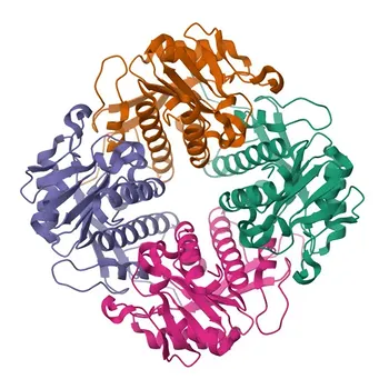 جسم مضاد متعدد النسيلة ضد APIP للتطبيقات WB و IHC-P و ELISA - Q96GX9