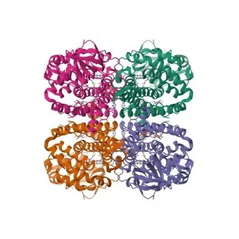 Anticorpo Policlonico de Coelho Anti-GCDH para WB, IHC-P, ELISA - Q92947