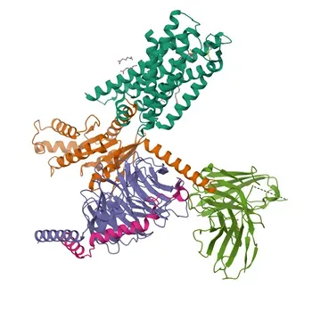 Anticorpo policlonale Anti-HCRTR2 per WB, ELISA - O43614