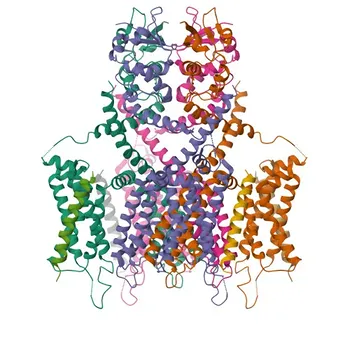 Anti-KCND2 Polyclonal Antibody for WB, ELISA - Q9NZV8