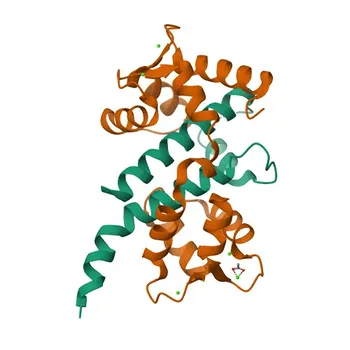 Anti-CALM2 Polyclonal Antibody for WB and ELISA - P0DP24