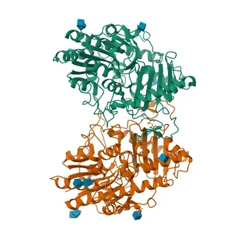 Anticorpo policlonale coniglio anti-SGSH per WB e ELISA - P51688