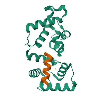 Anti-CIB1 Polyclonal Antibody for WB, ELISA - Q99828
