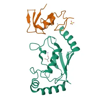 Anti-UBE2T Rabbit Polyclonal Antibody for WB, ELISA - Q9NPD8