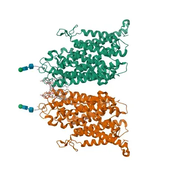 Anti-SLC5A7 Rabbit Polyclonal Antibody for WB, IF-P, ELISA - Q9GZV3