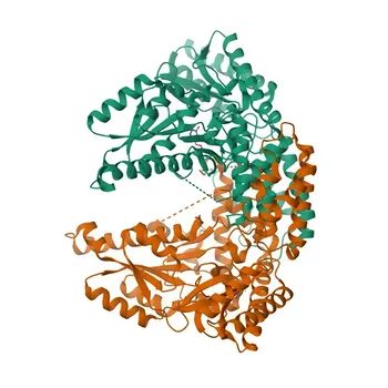 Anticorpo Policlonale Anti-DDC per WB, IF-P, IHC-P, ELISA - P20711