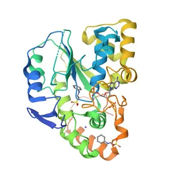 Anticorpo policlonale coniglio anti-SULT2B1 per WB, IF/ICC, ELISA - O00204