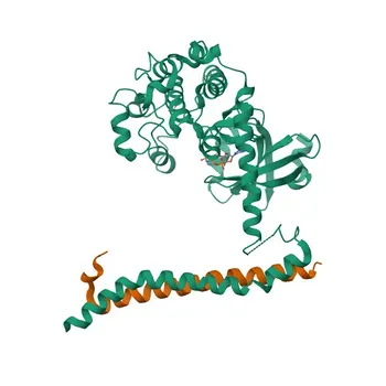 Anti-STK3/MST2 Polyclonal Antibody for WB, IF/ICC, ELISA - Q13188