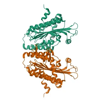 Anti-CPOX Rabbit Polyclonal Antibody for WB and ELISA - P36551