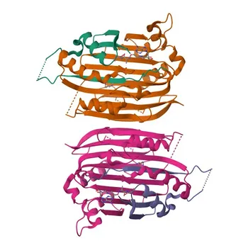 Anticorpo Policlonal Anti-AMD1 para WB, ELISA - P17707