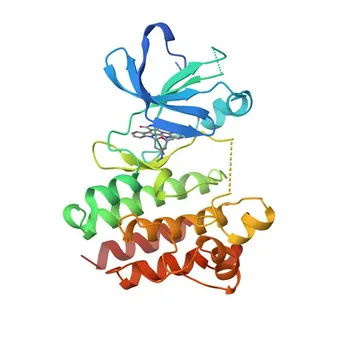 Anti-CSK Rabbit Monoclonal Antibody for WB, IHC-P, ELISA - P41240