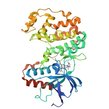 Anti-MAPK11 (p38β/SAPK2b) Coniglio Anticorpo Policlonale per WB, IF/ICC, ELISA - Q15759