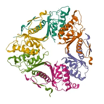 Anticorpo policlonale anti-DCTD per WB, IHC-P, ELISA - P32321