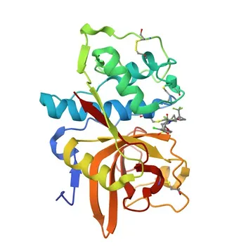 Anticorpo Policlonel de Coelho contra Catepsina S para WB, IF/ICC, IF-P, IHC-P, ELISA - O70370