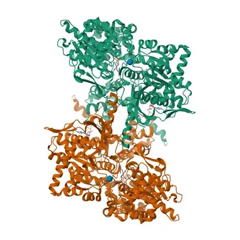 Anti-PYGM Rabbit Polyclonal Antibody for WB, ELISA - P11217